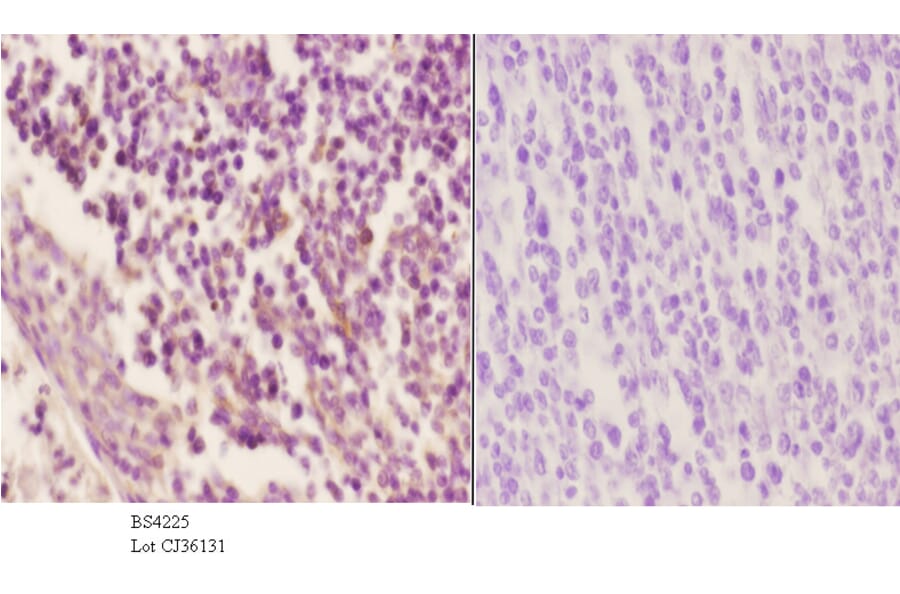 Anti-Cyclin B1 (phospho-S126) Antibody from Bioworld Technology (BS4225) - Antibodies.com