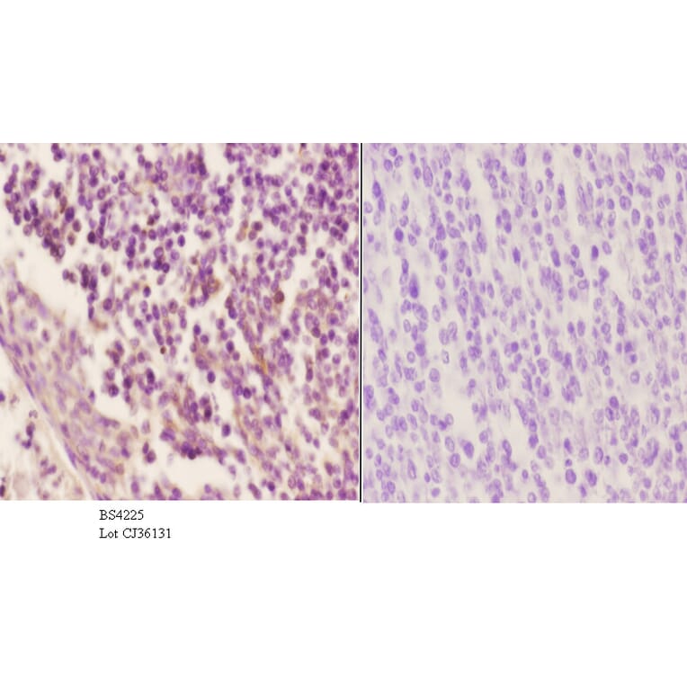 Anti-Cyclin B1 (phospho-S126) Antibody from Bioworld Technology (BS4225) - Antibodies.com