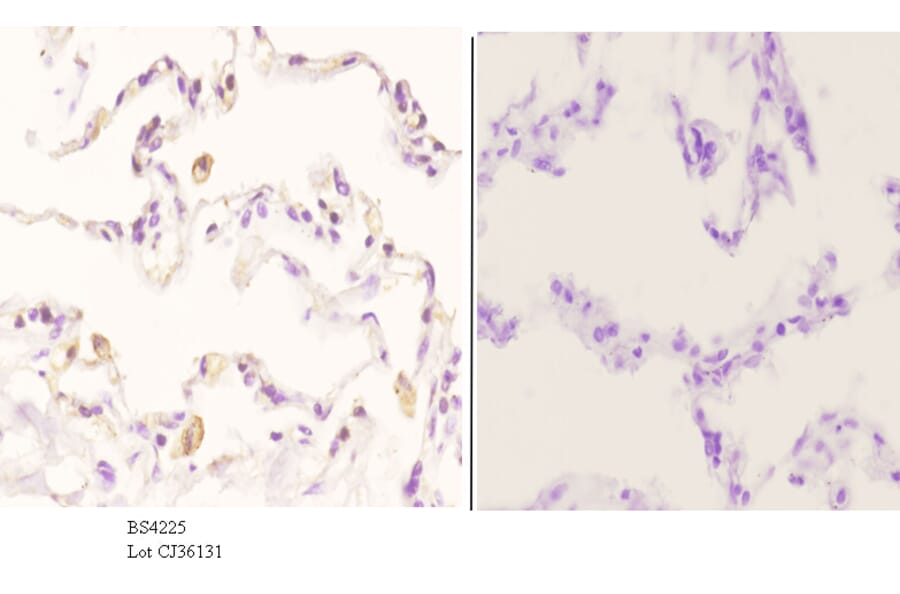 Anti-Cyclin B1 (phospho-S126) Antibody from Bioworld Technology (BS4225) - Antibodies.com