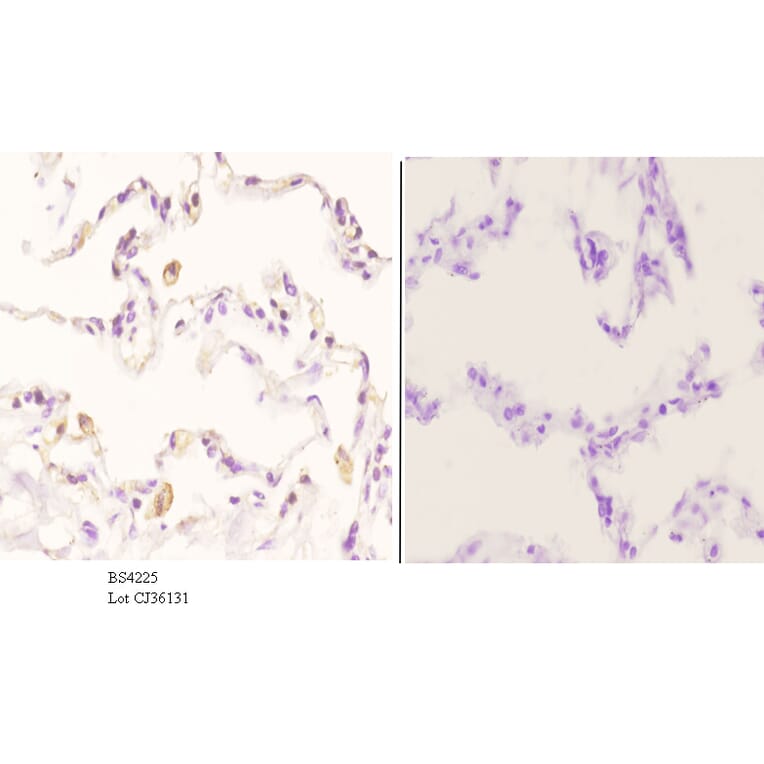 Anti-Cyclin B1 (phospho-S126) Antibody from Bioworld Technology (BS4225) - Antibodies.com