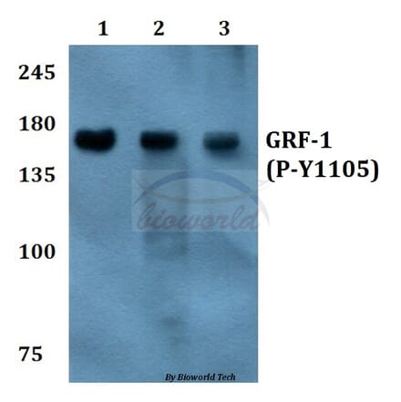 Anti-GRF-1 (phospho-Y1105) Antibody from Bioworld Technology (BS4232) - Antibodies.com