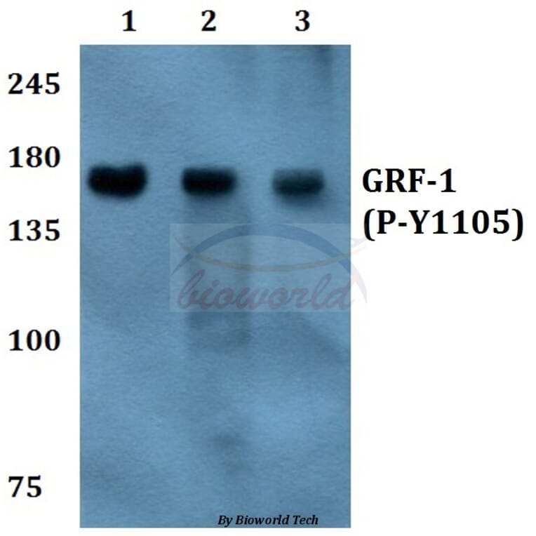 Anti-GRF-1 (phospho-Y1105) Antibody from Bioworld Technology (BS4232) - Antibodies.com