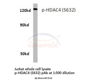 Anti-HDAC4 (phospho-S632) Antibody from Bioworld Technology (BS4233) - Antibodies.com