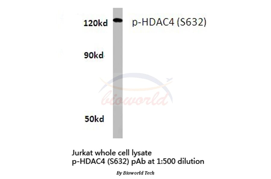 Anti-HDAC4 (phospho-S632) Antibody from Bioworld Technology (BS4233) - Antibodies.com