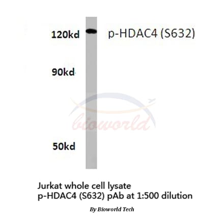 Anti-HDAC4 (phospho-S632) Antibody from Bioworld Technology (BS4233) - Antibodies.com