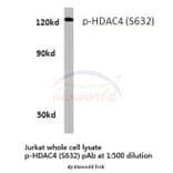 Anti-HDAC4 (phospho-S632) Antibody from Bioworld Technology (BS4233) - Antibodies.com