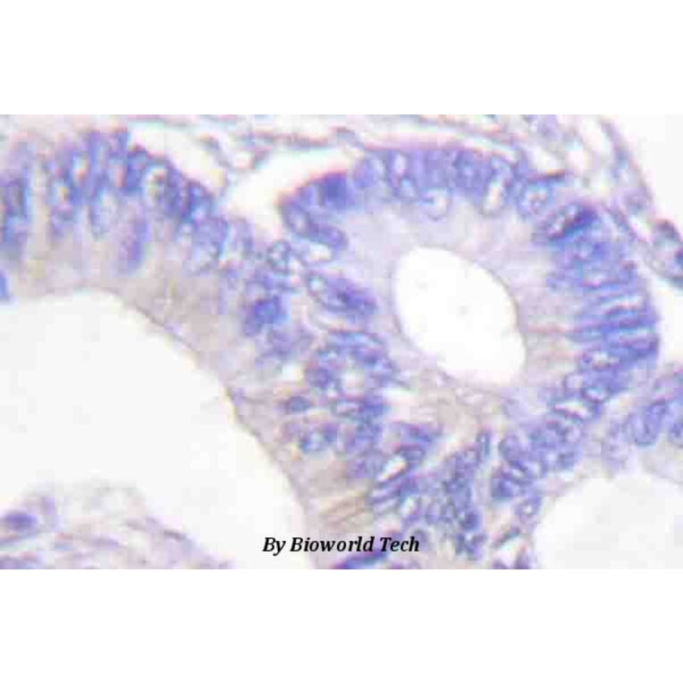 Anti-HSL (phospho-S855) Antibody from Bioworld Technology (BS4234) - Antibodies.com