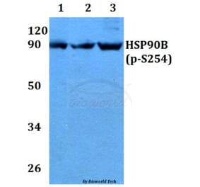 Anti-HSP90B (phospho-S254) Antibody from Bioworld Technology (BS4235) - Antibodies.com
