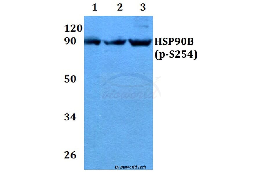 Anti-HSP90B (phospho-S254) Antibody from Bioworld Technology (BS4235) - Antibodies.com