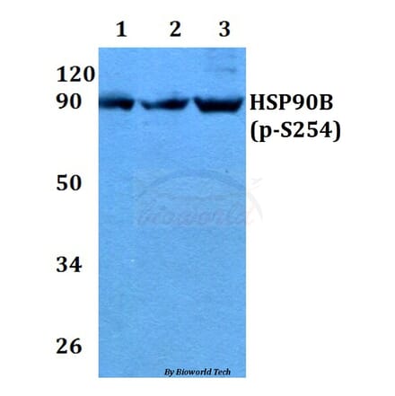 Anti-HSP90B (phospho-S254) Antibody from Bioworld Technology (BS4235) - Antibodies.com