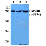 Anti-HSP90B (phospho-S254) Antibody from Bioworld Technology (BS4235) - Antibodies.com