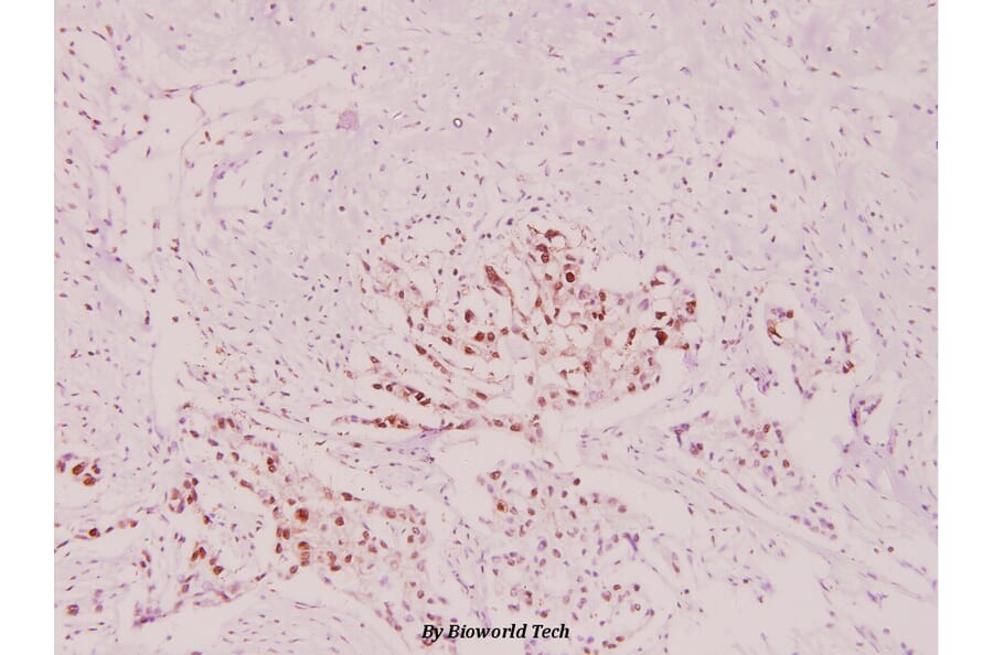 Anti-HSP90B (phospho-S254) Antibody from Bioworld Technology (BS4235) - Antibodies.com