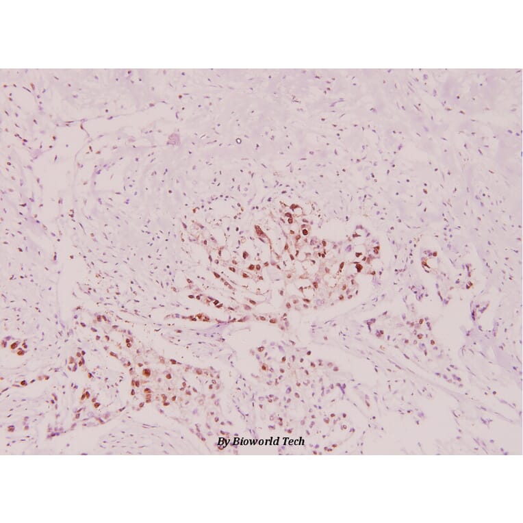 Anti-HSP90B (phospho-S254) Antibody from Bioworld Technology (BS4235) - Antibodies.com