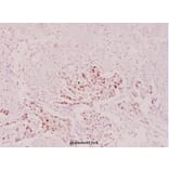 Anti-HSP90B (phospho-S254) Antibody from Bioworld Technology (BS4235) - Antibodies.com