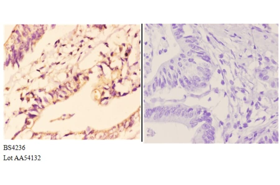 Anti-IKKα/β (phospho-S176/177) Antibody from Bioworld Technology (BS4236) - Antibodies.com