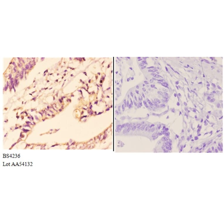 Anti-IKKα/β (phospho-S176/177) Antibody from Bioworld Technology (BS4236) - Antibodies.com