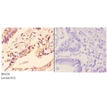 Anti-IKKα/β (phospho-S176/177) Antibody from Bioworld Technology (BS4236) - Antibodies.com