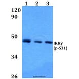 Anti-IKKγ (phospho-S31) Antibody from Bioworld Technology (BS4238) - Antibodies.com
