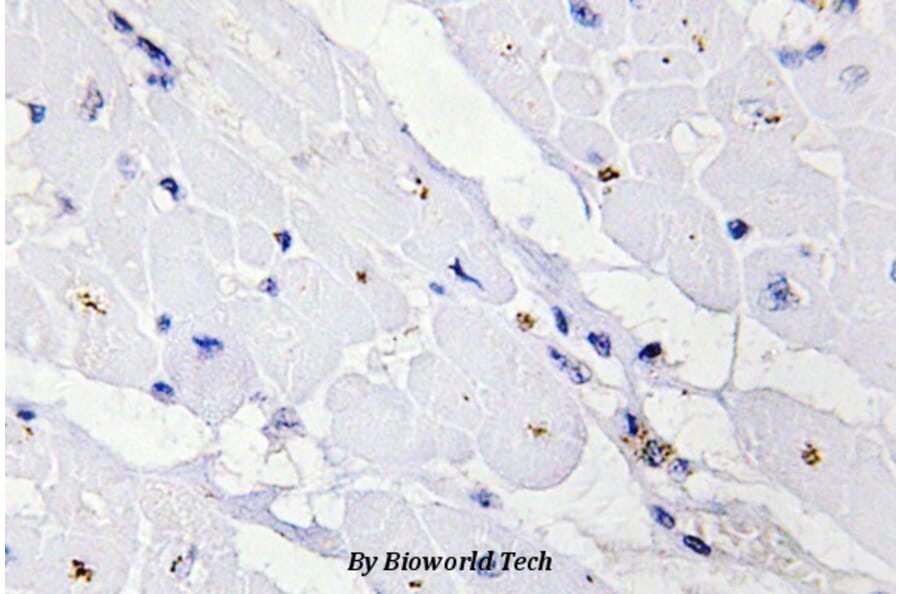 Anti-IKKγ (phospho-S31) Antibody from Bioworld Technology (BS4238) - Antibodies.com
