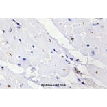Anti-IKKγ (phospho-S31) Antibody from Bioworld Technology (BS4238) - Antibodies.com