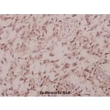 Anti-IRS-1 (phospho-S1101) Antibody from Bioworld Technology (BS4239) - Antibodies.com