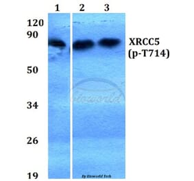 Anti-XRCC5 (phospho-T714) Antibody from Bioworld Technology (BS4240) - Antibodies.com