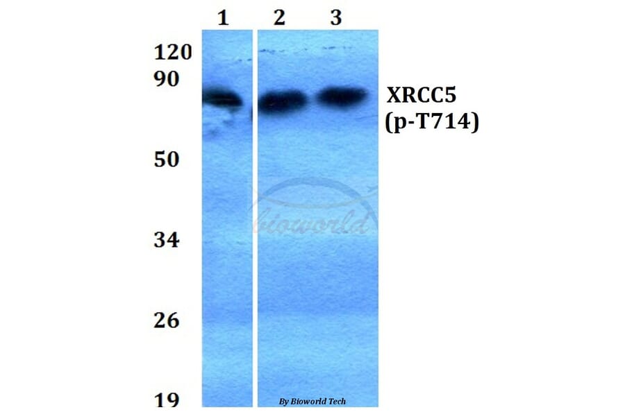 Anti-XRCC5 (phospho-T714) Antibody from Bioworld Technology (BS4240) - Antibodies.com
