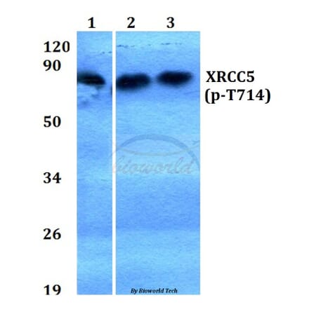 Anti-XRCC5 (phospho-T714) Antibody from Bioworld Technology (BS4240) - Antibodies.com