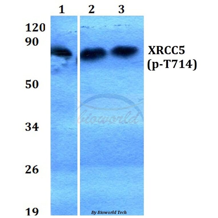 Anti-XRCC5 (phospho-T714) Antibody from Bioworld Technology (BS4240) - Antibodies.com