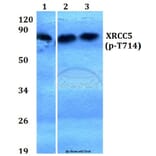 Anti-XRCC5 (phospho-T714) Antibody from Bioworld Technology (BS4240) - Antibodies.com