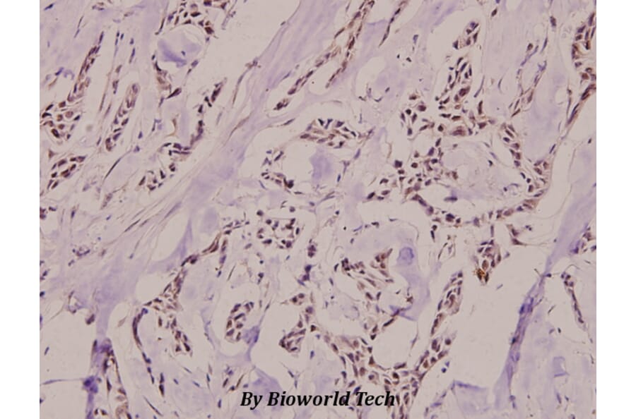 Anti-XRCC5 (phospho-T714) Antibody from Bioworld Technology (BS4240) - Antibodies.com