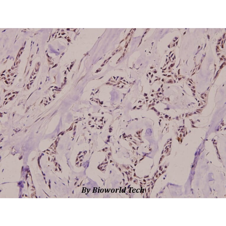 Anti-XRCC5 (phospho-T714) Antibody from Bioworld Technology (BS4240) - Antibodies.com