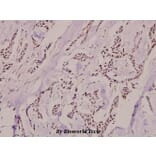Anti-XRCC5 (phospho-T714) Antibody from Bioworld Technology (BS4240) - Antibodies.com