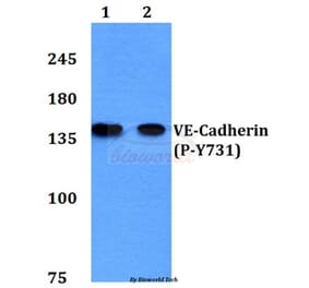 Anti-VE-Cadherin (phospho-Y731) Antibody from Bioworld Technology (BS4242) - Antibodies.com