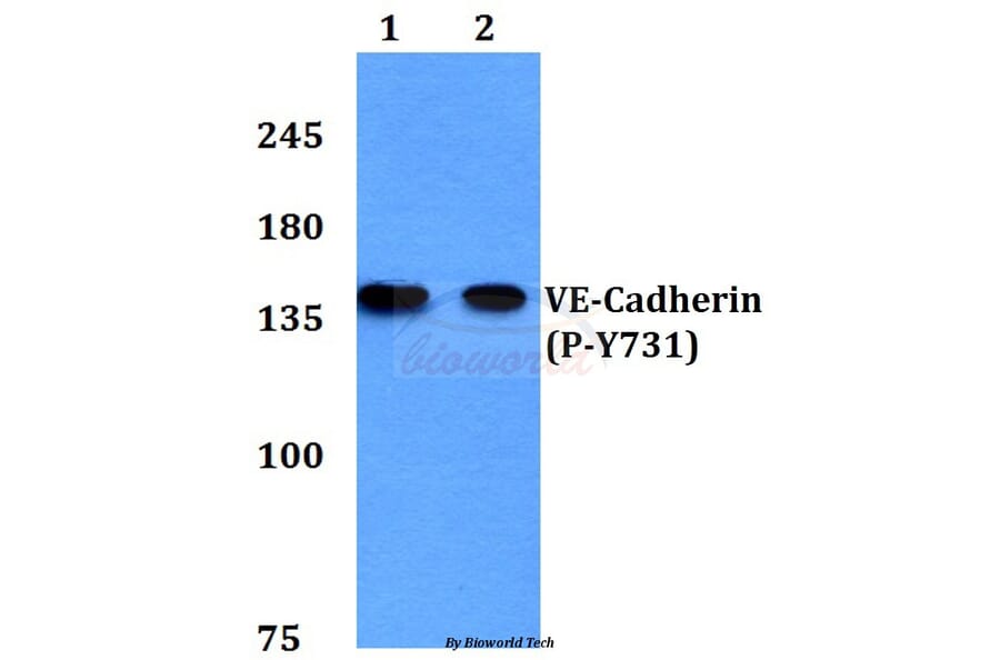 Anti-VE-Cadherin (phospho-Y731) Antibody from Bioworld Technology (BS4242) - Antibodies.com