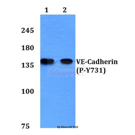 Anti-VE-Cadherin (phospho-Y731) Antibody from Bioworld Technology (BS4242) - Antibodies.com