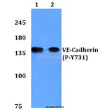 Anti-VE-Cadherin (phospho-Y731) Antibody from Bioworld Technology (BS4242) - Antibodies.com