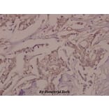 Anti-VE-Cadherin (phospho-Y731) Antibody from Bioworld Technology (BS4242) - Antibodies.com