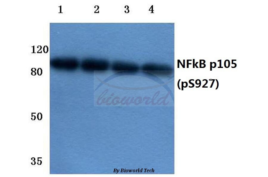 Anti-NFkB-p105 (phospho-S927) Antibody from Bioworld Technology (BS4243) - Antibodies.com