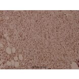 Anti-NFkB-p105 (phospho-S927) Antibody from Bioworld Technology (BS4243) - Antibodies.com
