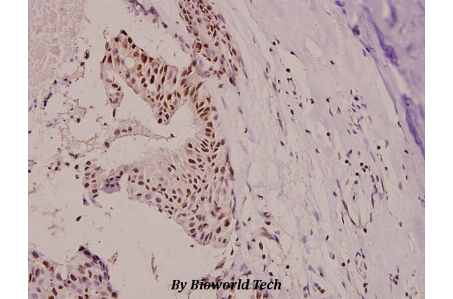 Anti-p130 Cas (phospho-Y410) Antibody from Bioworld Technology (BS4244) - Antibodies.com