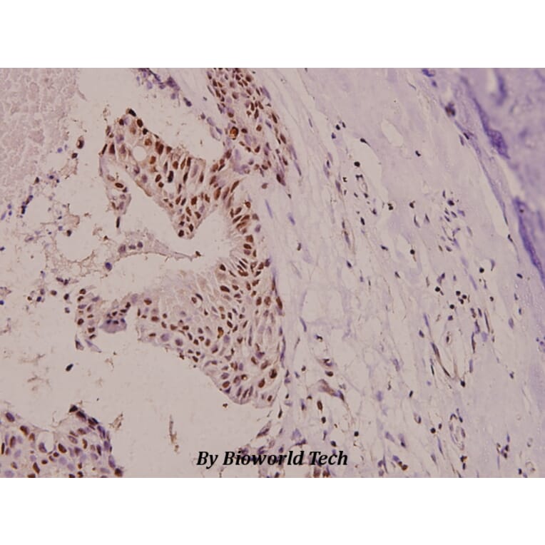 Anti-p130 Cas (phospho-Y410) Antibody from Bioworld Technology (BS4244) - Antibodies.com