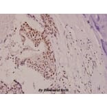 Anti-p130 Cas (phospho-Y410) Antibody from Bioworld Technology (BS4244) - Antibodies.com