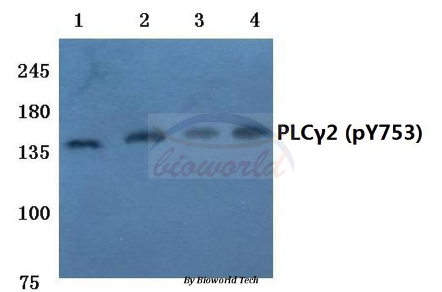 Anti-PLC γ2 (phospho-Y753) Antibody from Bioworld Technology (BS4245) - Antibodies.com