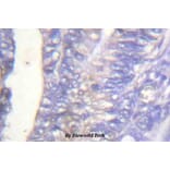 Anti-PLC γ2 (phospho-Y753) Antibody from Bioworld Technology (BS4245) - Antibodies.com