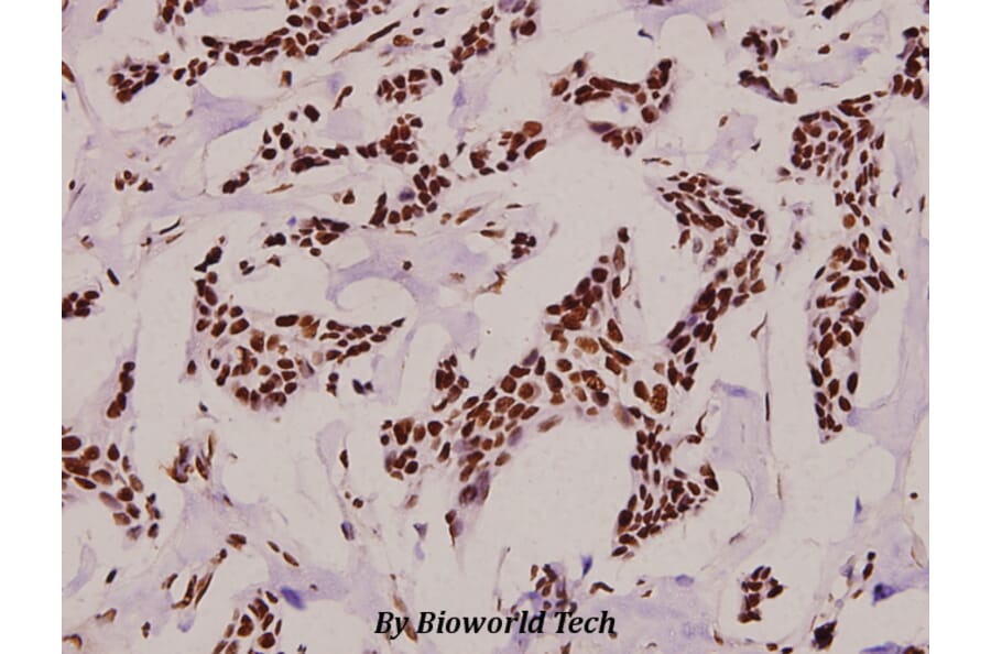 Anti-Rpb1 (phospho-S1619) Antibody from Bioworld Technology (BS4246) - Antibodies.com