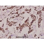 Anti-Rpb1 (phospho-S1619) Antibody from Bioworld Technology (BS4246) - Antibodies.com