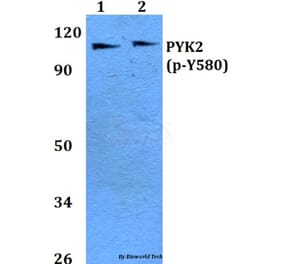 Anti-PYK2 (phospho-Y580) Antibody from Bioworld Technology (BS4247) - Antibodies.com