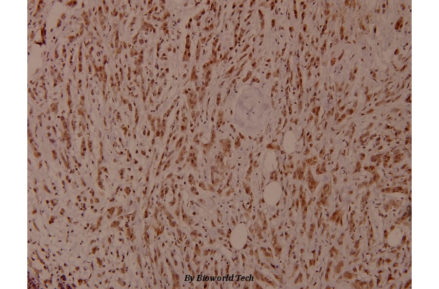 Anti-Shc (phospho-Y349) Antibody from Bioworld Technology (BS4250) - Antibodies.com