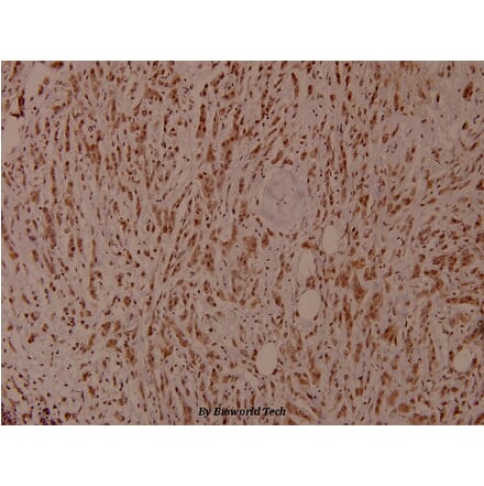 Anti-Shc (phospho-Y349) Antibody from Bioworld Technology (BS4250) - Antibodies.com